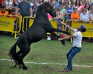 Fiesta del Asturcón. XLII edición, 2022.