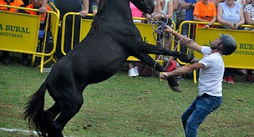 Fiesta del Asturcón. XLII edición, 2022.