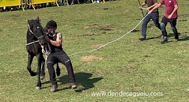 Fiesta del Asturcón. XLV edición, 2025.