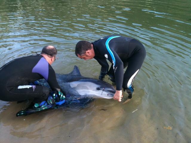 Delfín varado en Ribadesella