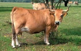 Animales de la Quintana: La vaca