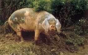 Animales de la Quintana:El Gochu