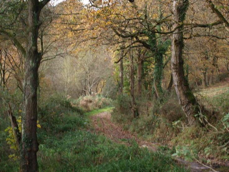 El Bosque de Vega