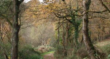 El Bosque de Vega