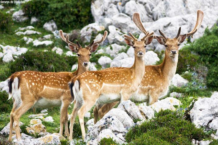 ¡¡UN POCO DE FAUNA ASTUR EN ASEMEYANDO!!