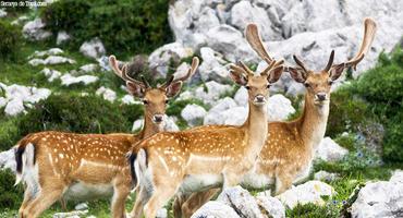 ¡¡UN POCO DE FAUNA ASTUR EN ASEMEYANDO!!