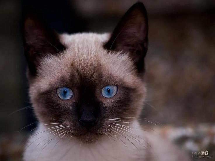 La historia del perro-gato de Morcín