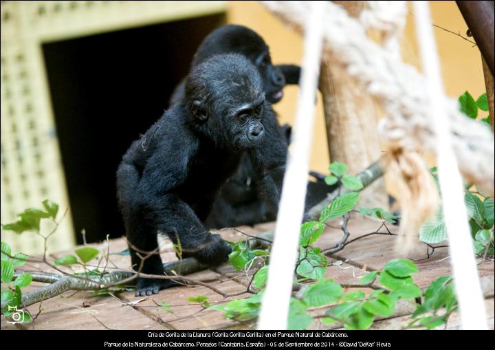 FOTOGALERÍA. Naturaleza. Jornada de Puertas Abiertas en el Parque Natural de Cabárceno