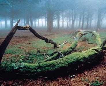 ¿El bosque de Harry Potter