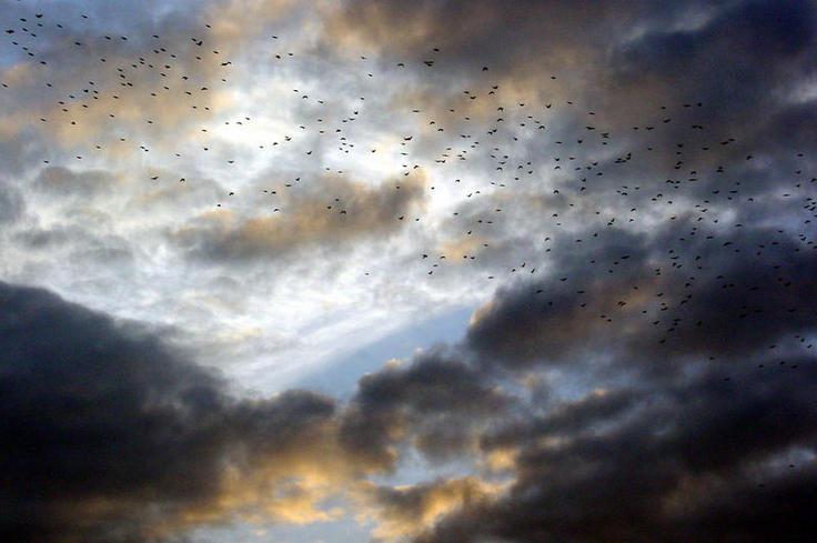 Nube de estorninos