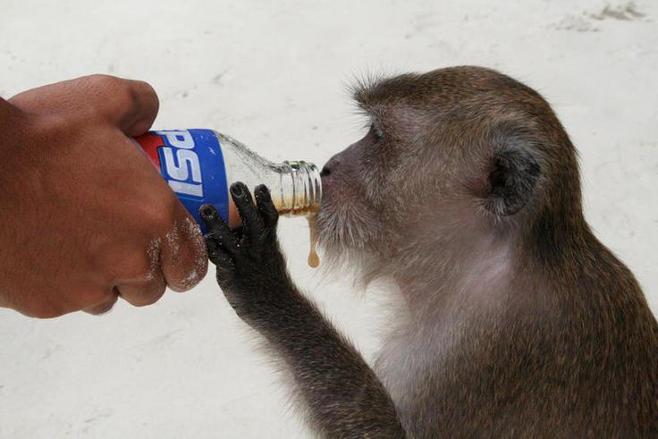 Sería un buen anuncio para Pepsi?