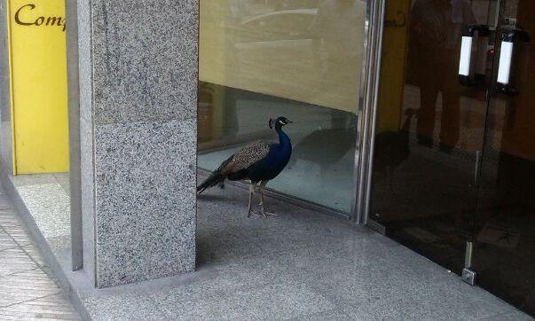 Reunión del Consejo de Administración del ERA