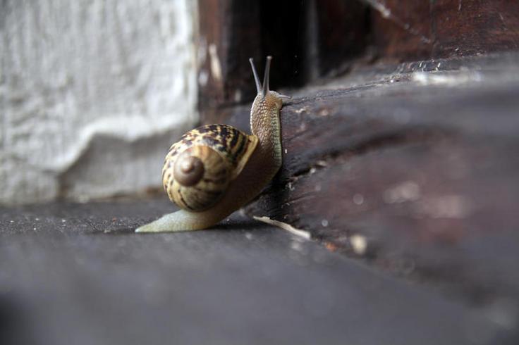 Un caracol trialero