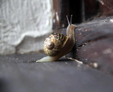 Un caracol trialero