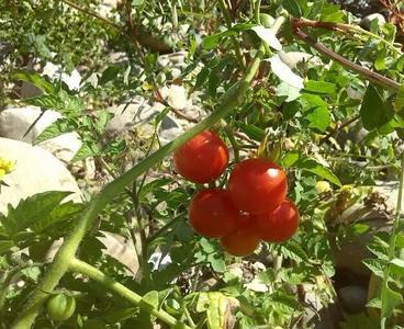 Asturias da tomates hasta sin huerta