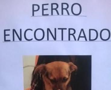 Perrín encontrado en Oviedo, recogido en Clínica Buenavista