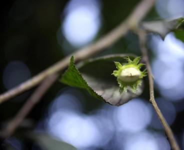 Avellana asturiana