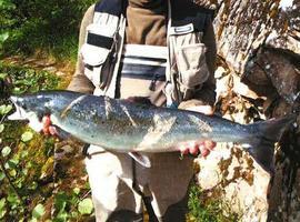 Foro pregunta por las "catastróficas" cifras de pesca de salmones