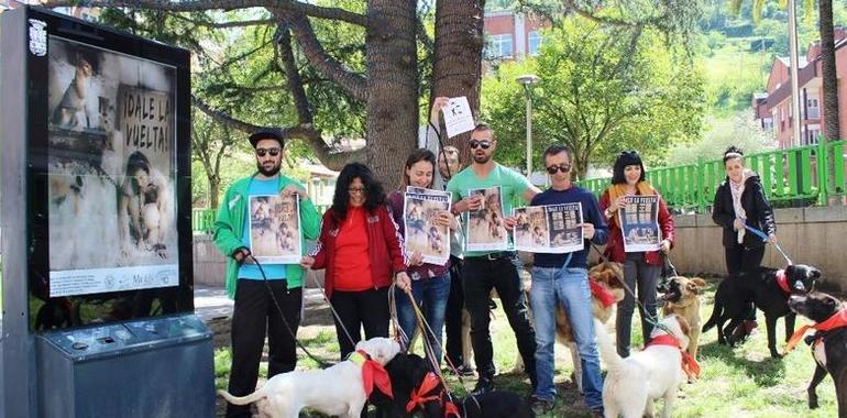 Mieres quiere ´darle la vuelta`al abandono de animales en verano