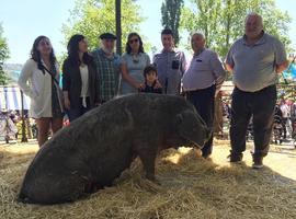 6.200 euros por Katy en la subasta benéfica del gochu asturcelta