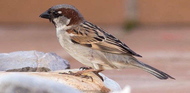 La salud de los gorriones alerta de contaminación en las ciudades