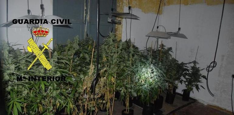 Desmantelan un plantío de marihuana en Olloniego