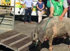 FORO pide diligencia al Principado para lograr el sello Gochu Asturcelta
