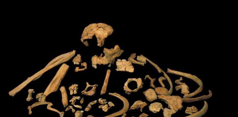 Primera datación directa de Homo antecessor a partir de un diente fósil 