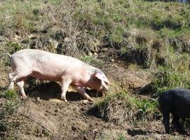 El gochu asturcelta entra en el baremo de dañados por fauna salvaje