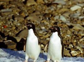 La contaminación llega a los pingüinos antárticos