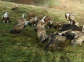 Investigadores asturianos alertan del daño a las especies en peligro por la rigidez sanitaria