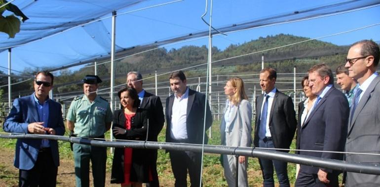 El kiwi asturiano busca productores en las cuencas de Caudal y Nalón