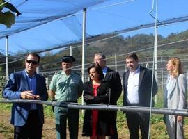 El kiwi asturiano busca productores en las cuencas de Caudal y Nalón