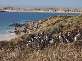 Aves costeras y pesca local señalan áreas marinas de protección prioritaria