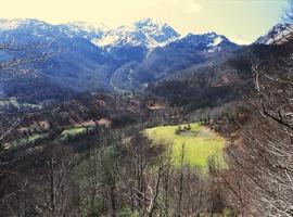 Ecologistas creen que el nuevo Plan se cargará el Bosque de Peloño