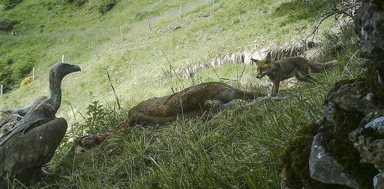 El ganado muerto en los pastos volverá a alimentar a los necrófagos