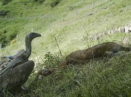 El ganado muerto en los pastos volverá a alimentar a los necrófagos