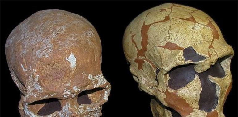 Un cráneo de El Sidrón precisa el sistema visual neandertal