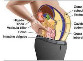 Un gen asociado a delgadez aumenta la enfermedad cardiovascular y la diabetes tipo 2