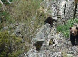 Los osos van a la Rula