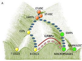 Jornada sobre la Biología Molecular del cáncer