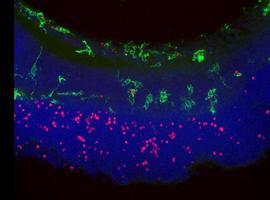 Indicios sobre la influencia de células del sistema nervioso en la degeneración de la retina