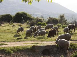 La concienciación medioambiental debe incluir también al ganado en el medio rural