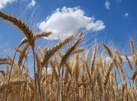 Descifrado el genoma del trigo