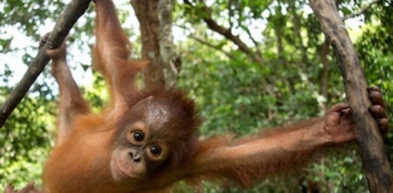 Orangutanes en peligro