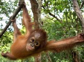 Orangutanes en peligro
