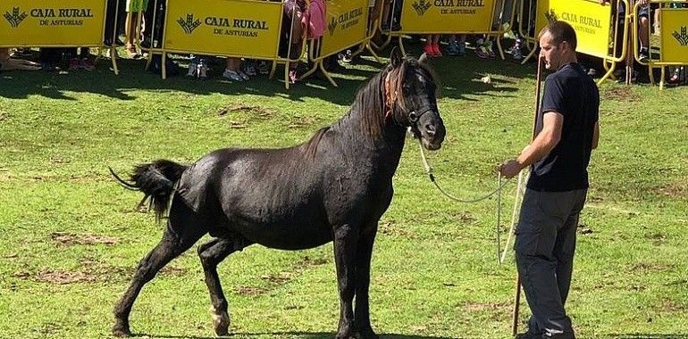 Bravura y nobleza del asturcón en la Majada de Espineres