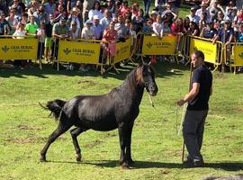 Bravura y nobleza del asturcón en la Majada de Espineres