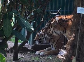 El zoo de Oviedo ya acoge a las dos Tigresas jubiladas de un circo