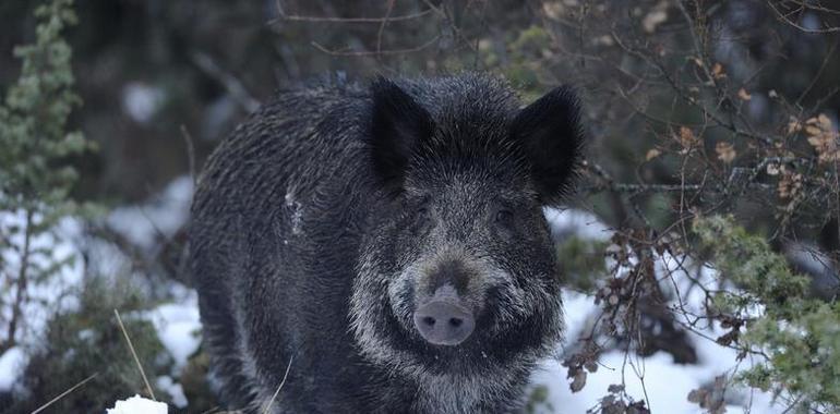 FORO culpa al PSOE de la plaga de osos, lobos y jabalíes en calles y campos de Asturias